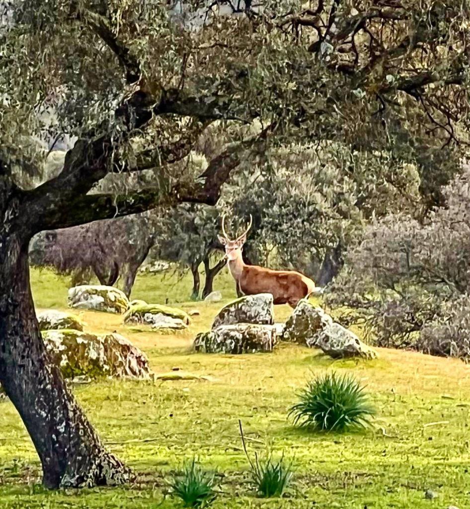 Casa Rural Verde Oliva Baños de la Encina Esterno foto